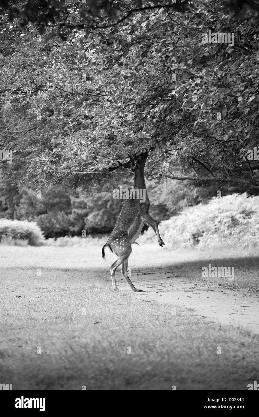 A fallow buck within the grounds of Dunham Massey, reaching for food, U.K. Stock Photo