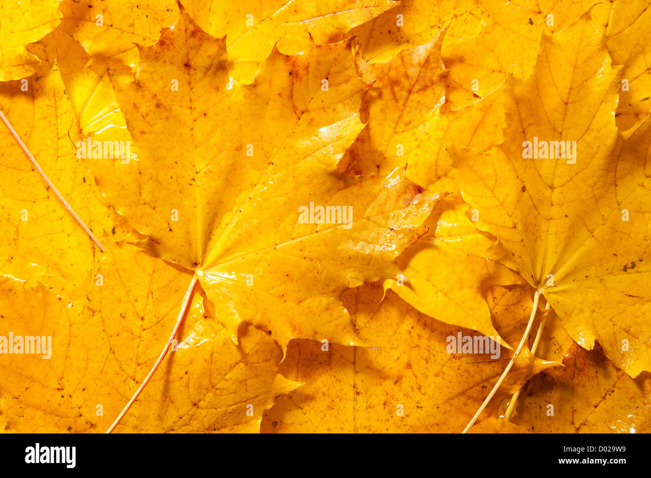 Yellow Maple Leaves Stock Photo - Alamy