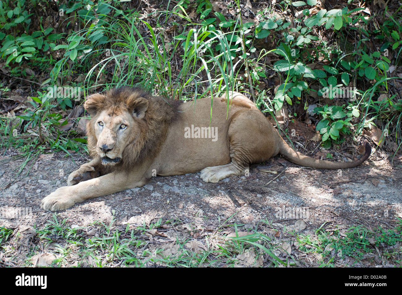 Lion In India Stock Photo