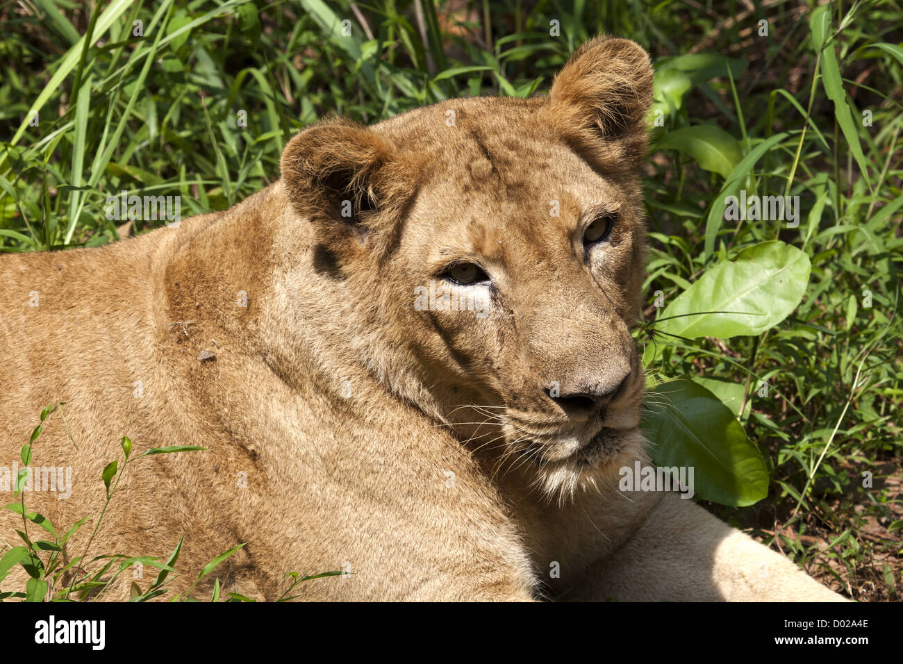 Lions In India Stock Photo