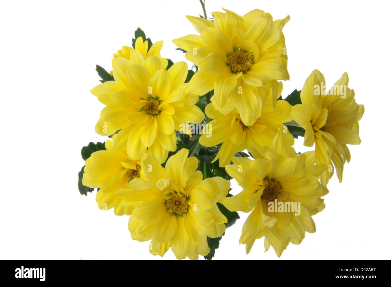 Yellow chrysanthemum isolated on white background Stock Photo - Alamy
