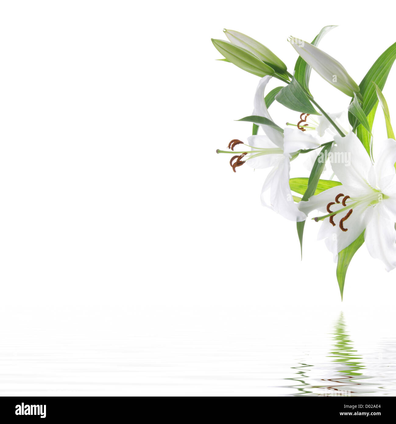 Hoa ly trắng là biểu tượng của sự tinh khiết và thuần khiết. Hãy chiêm ngưỡng hình ảnh hoa ly trắng, bạn sẽ cảm nhận được vẻ đẹp thanh lịch và dịu dàng của chúng. Chắc chắn đây sẽ là một trải nghiệm thú vị cho bạn! 