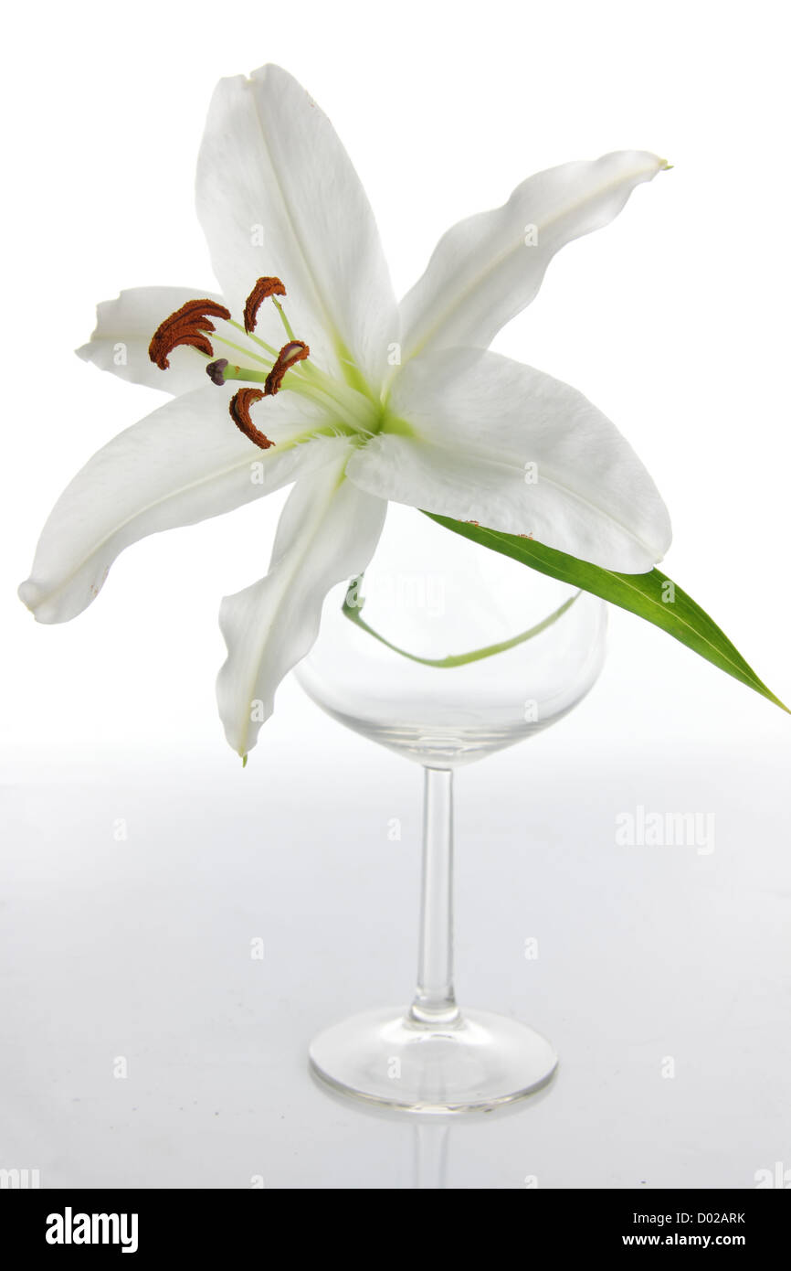 Lilium isolated on white background Stock Photo - Alamy