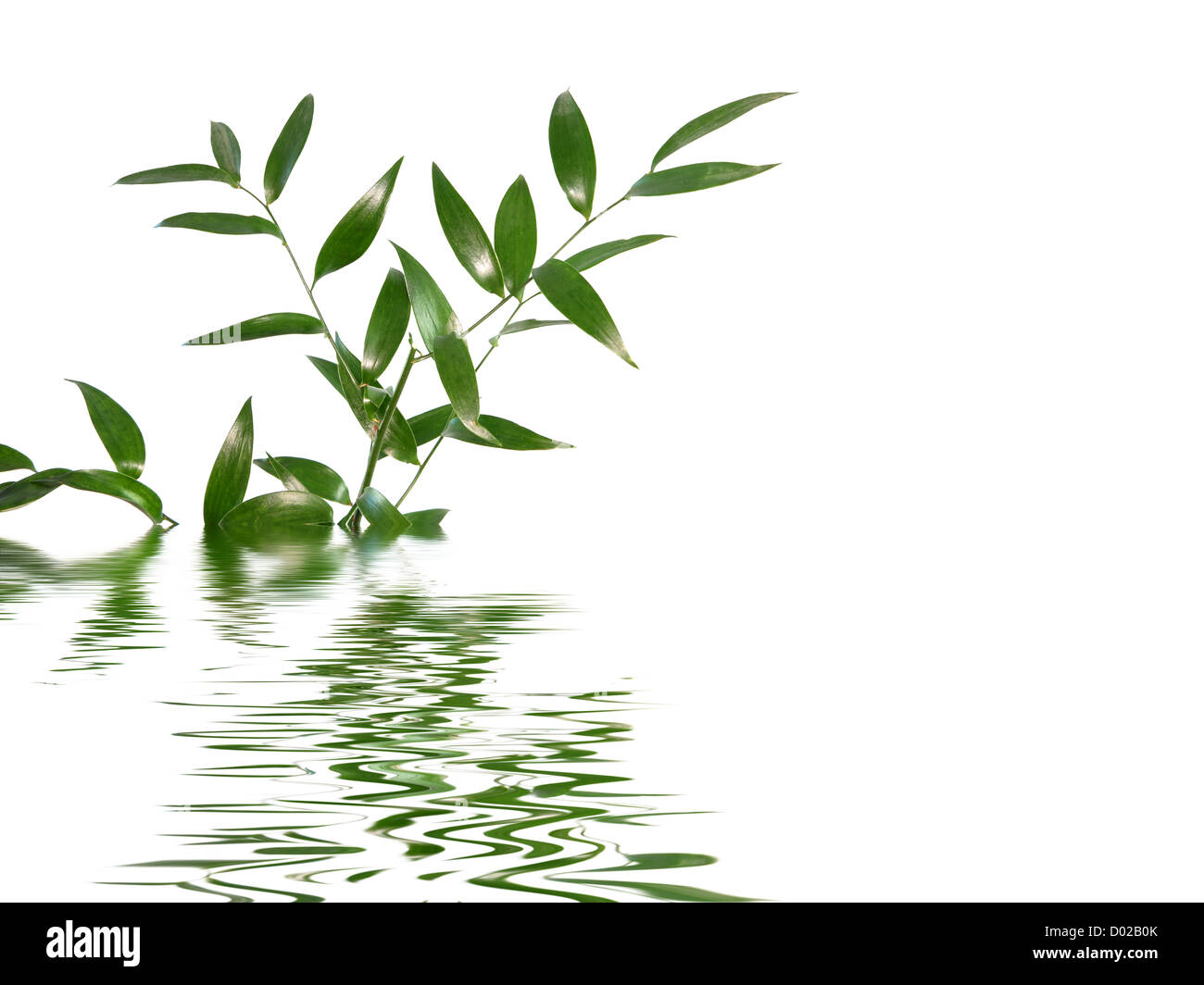 Beautiful green leaves isolated on white background Stock Photo - Alamy