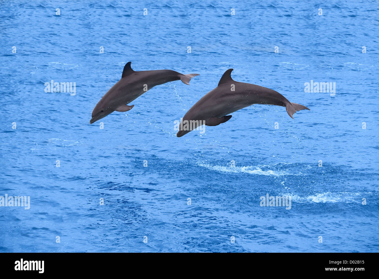 Two dolphins jumping in the Caribbean sea Stock Photo