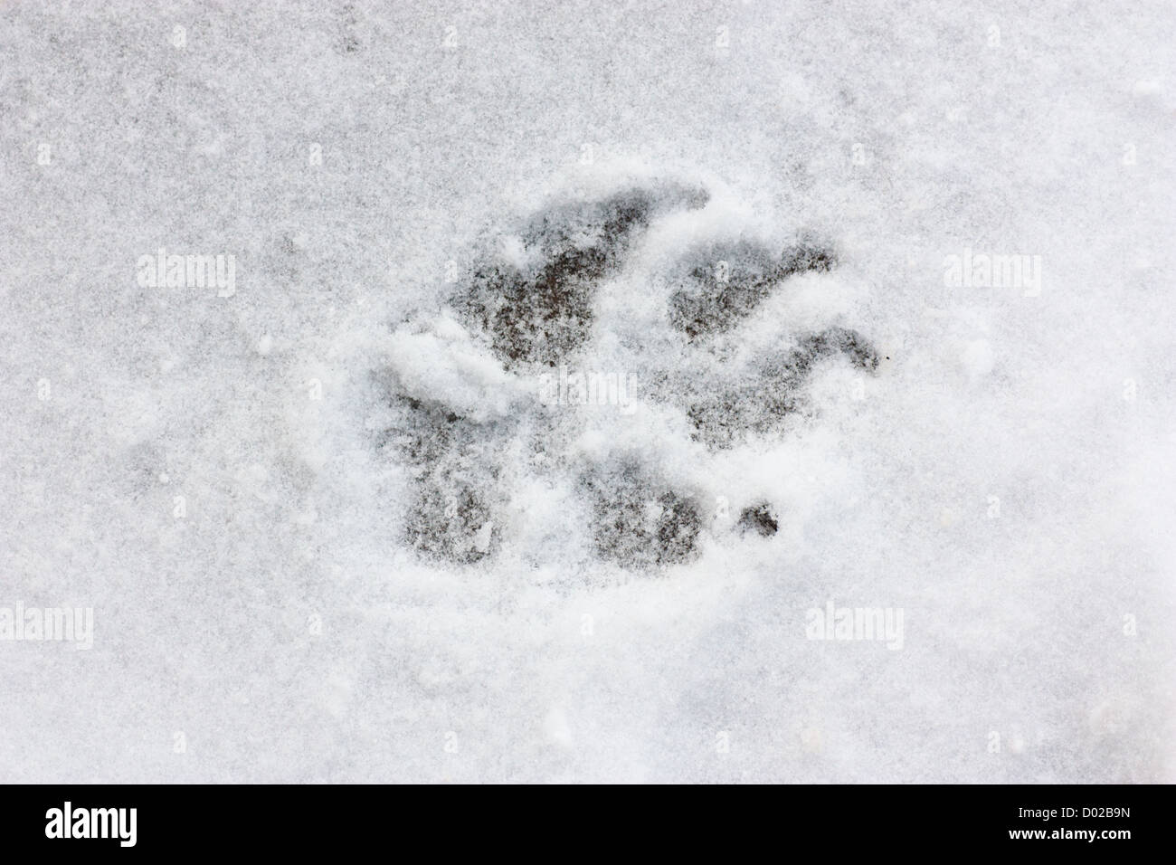 A dog track on snow Stock Photo - Alamy