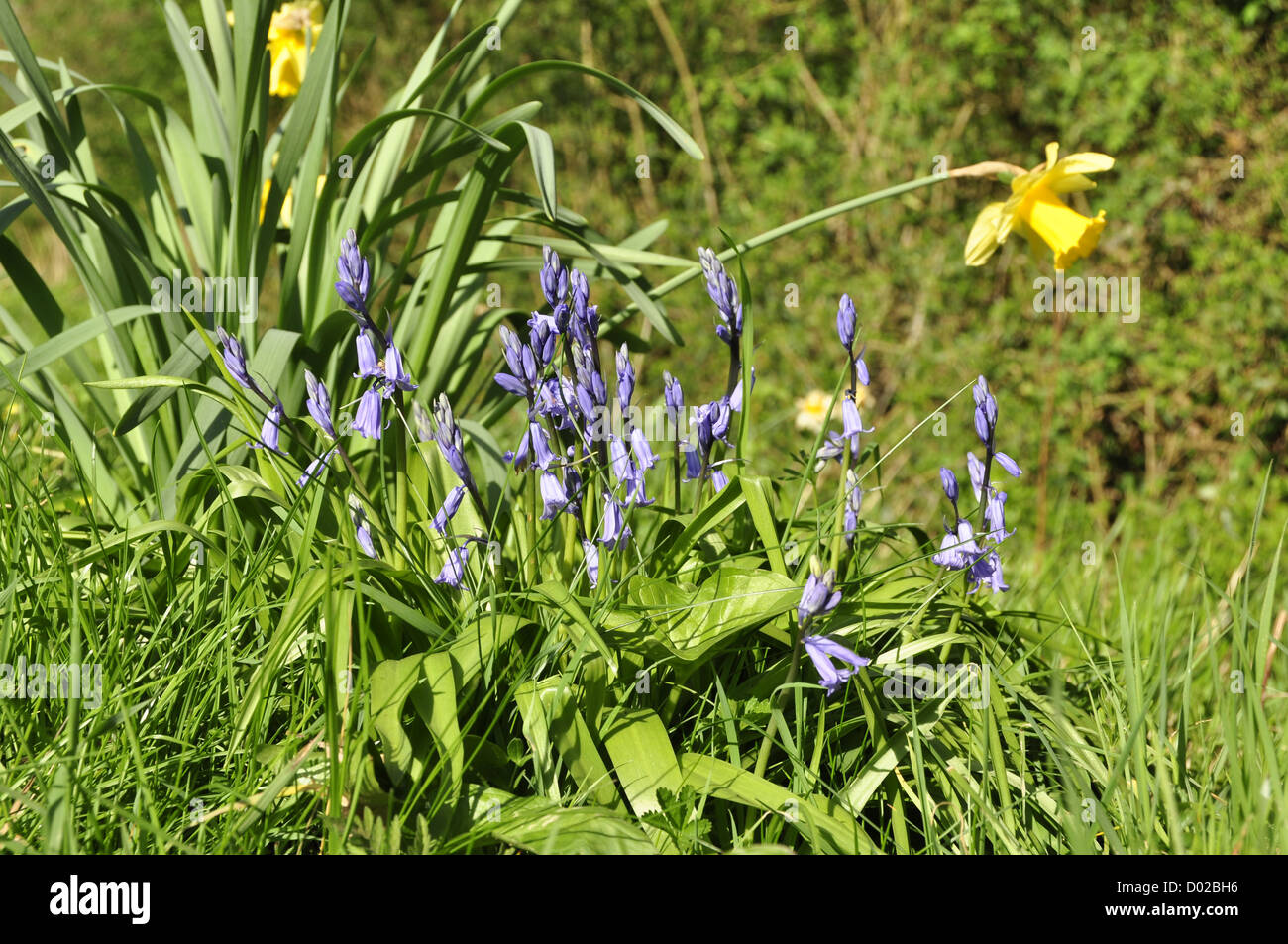 Bluebells (Endymion non-scriptus Stock Photo - Alamy