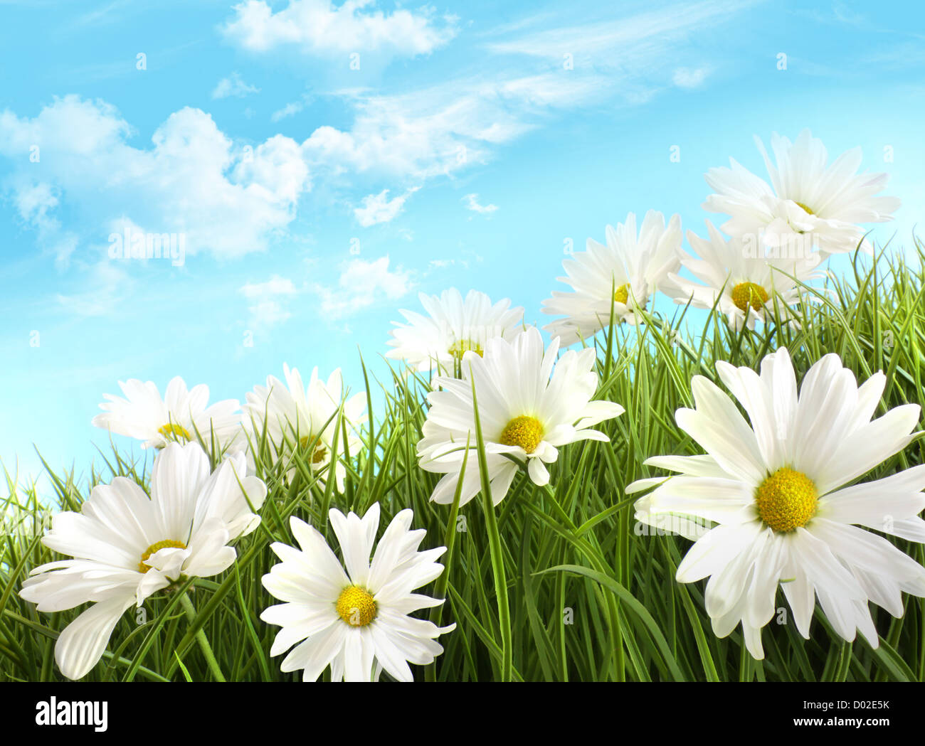 White summer daisies in tall grass with blue sky Stock Photo - Alamy