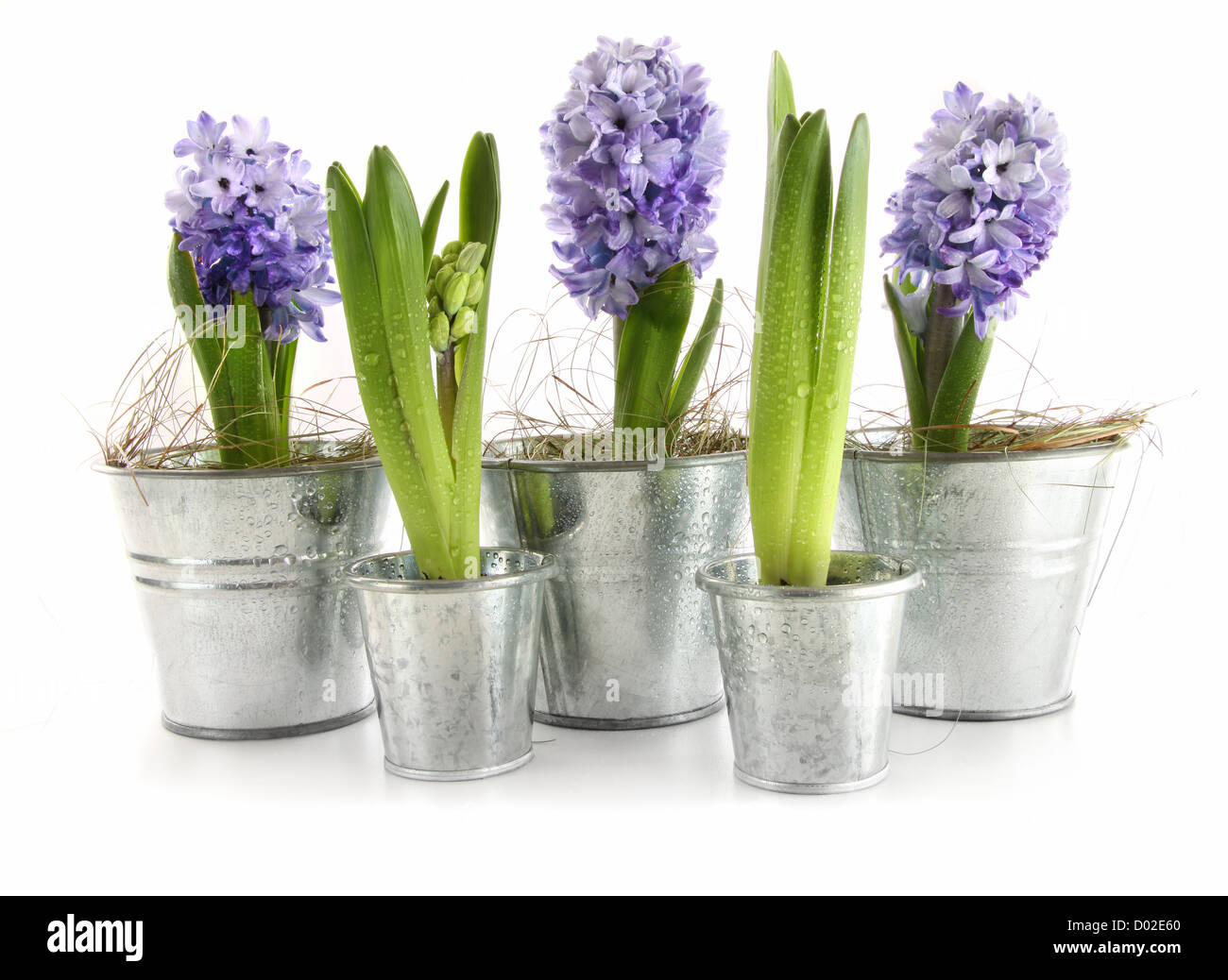 https://c8.alamy.com/comp/D02E60/purple-hyacinth-in-aluminum-pots-on-white-D02E60.jpg