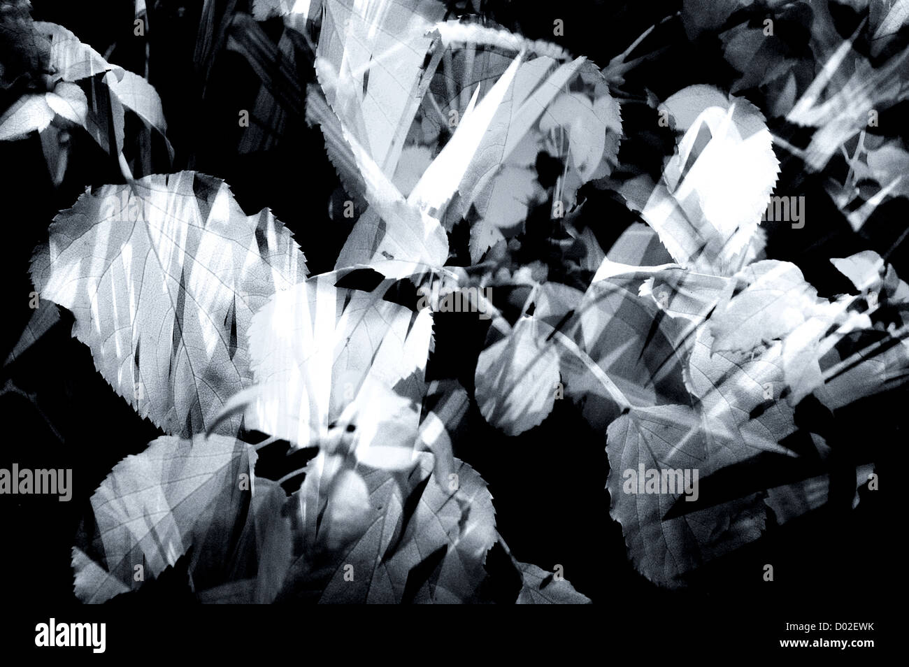 Random monochrome abstract composite blended montage image of leaves Stock Photo