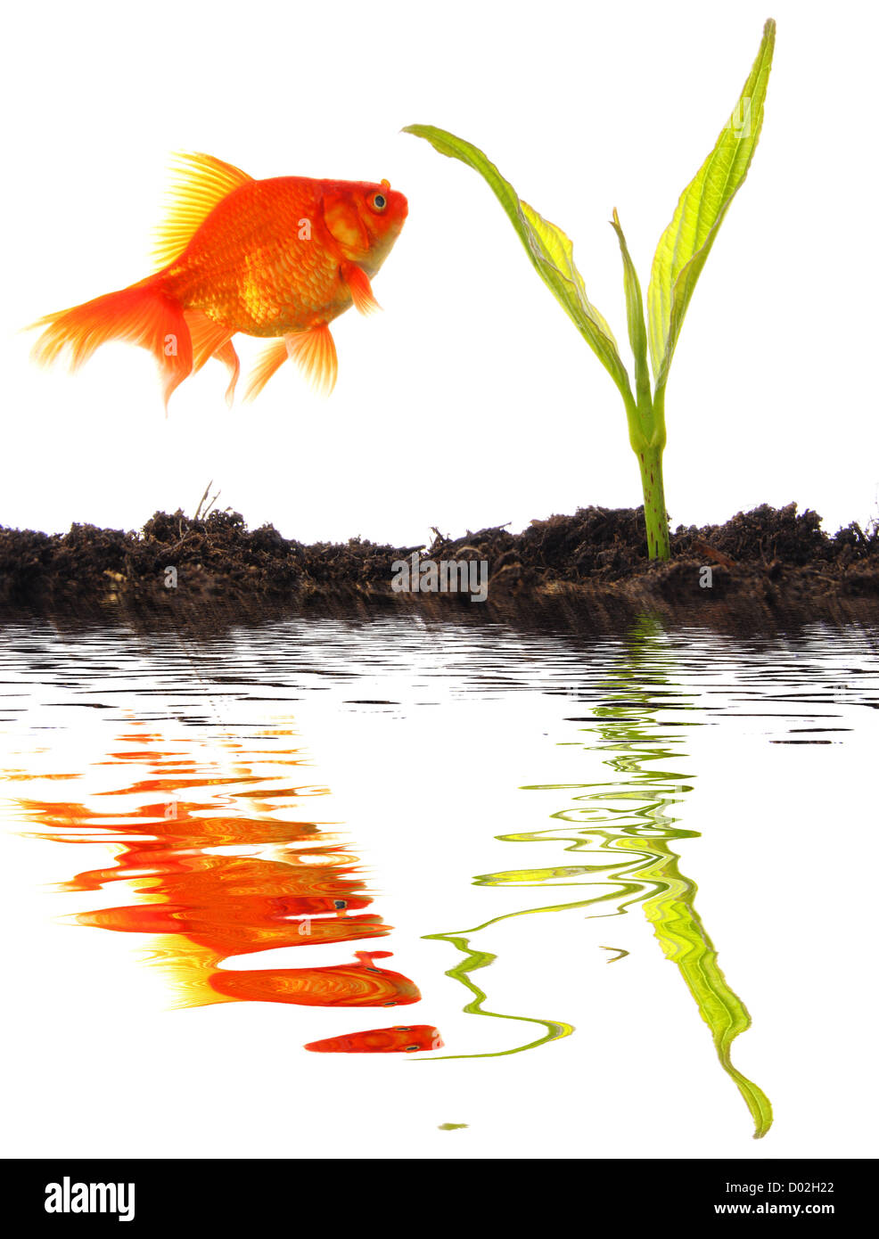 Life Cycle Of A Goldfish