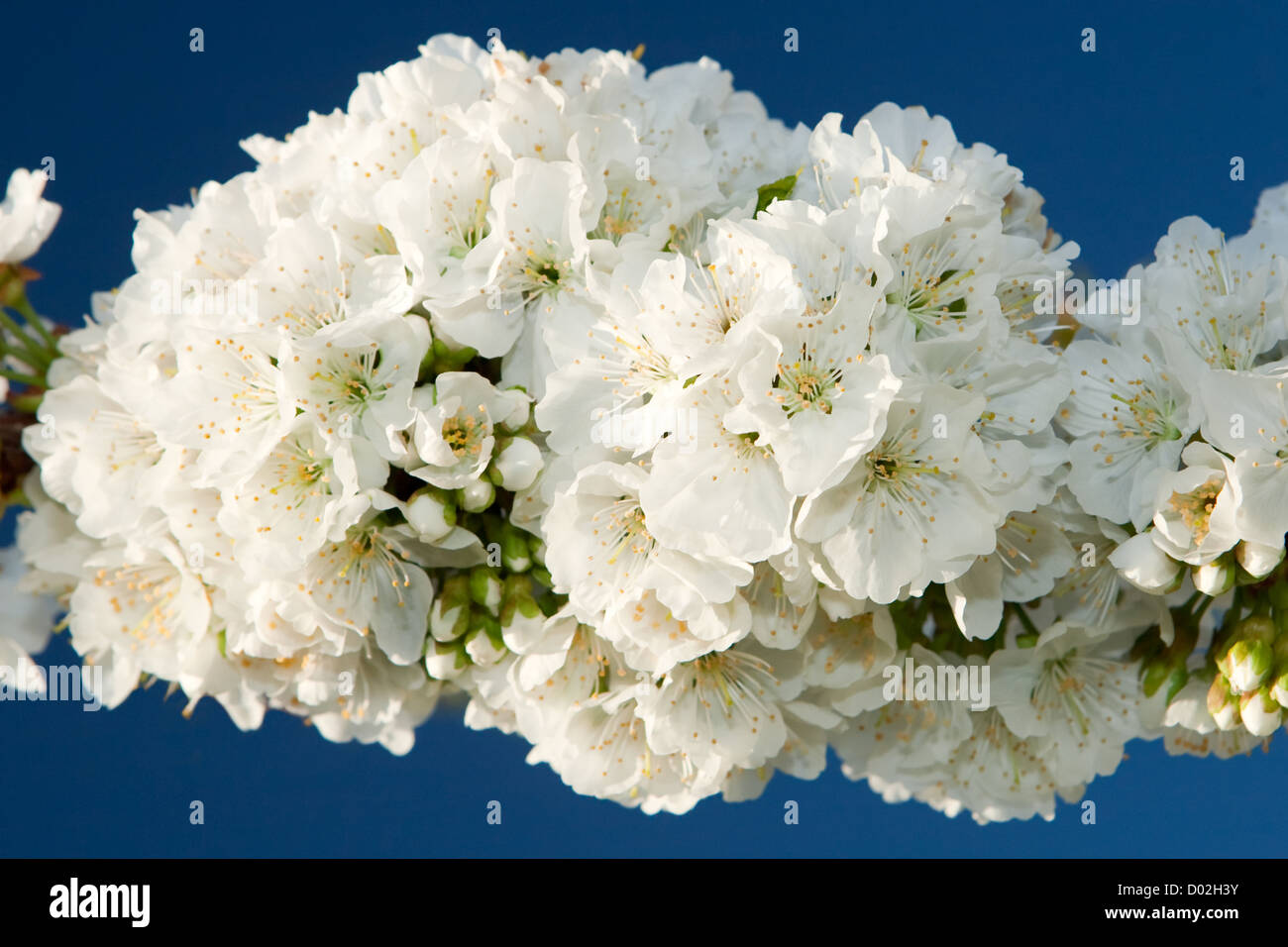 Delicate cherry blossom branch on the blue sky Stock Photo - Alamy