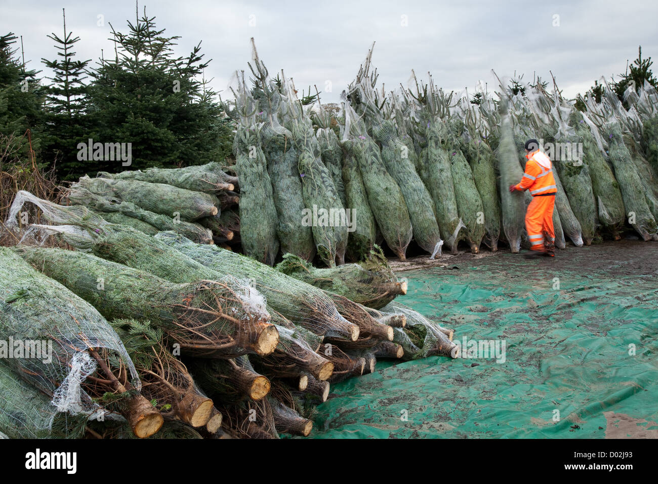 For Sale  Imported Netted Nordman Fir Trees at wholesalers  for Christmas Distribution, Lancashire, UK Stock Photo