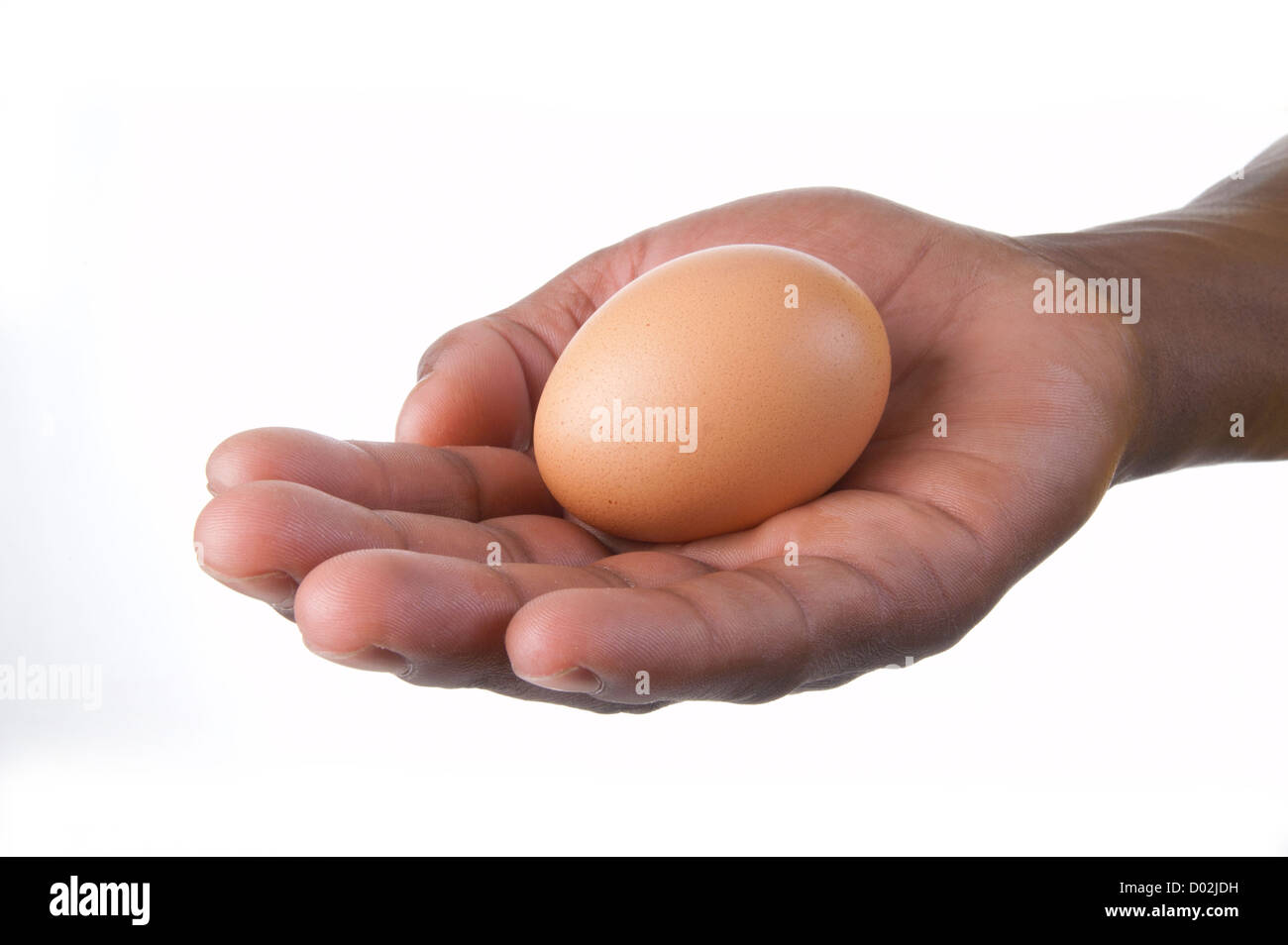 Hand holding a chicken's egg Stock Photo