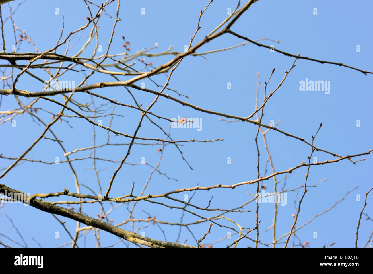 Wych Elm, Winter Twig - Ulmus glabra