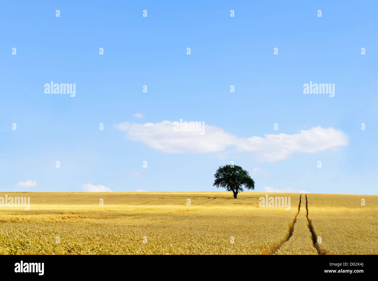 an isolated tree in a cornfield Stock Photo - Alamy