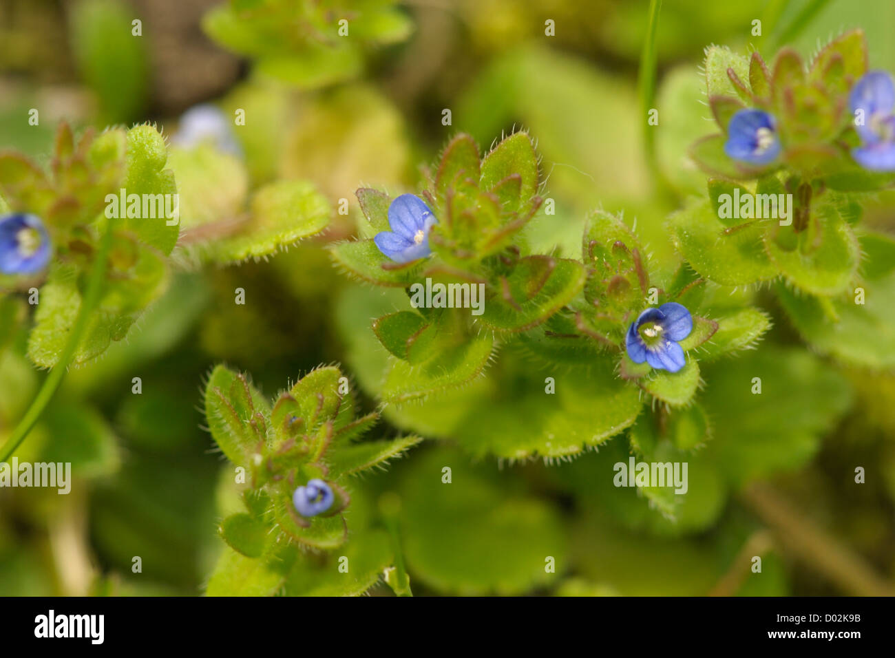 Wall Speedwell, Veronica arvensis Stock Photo