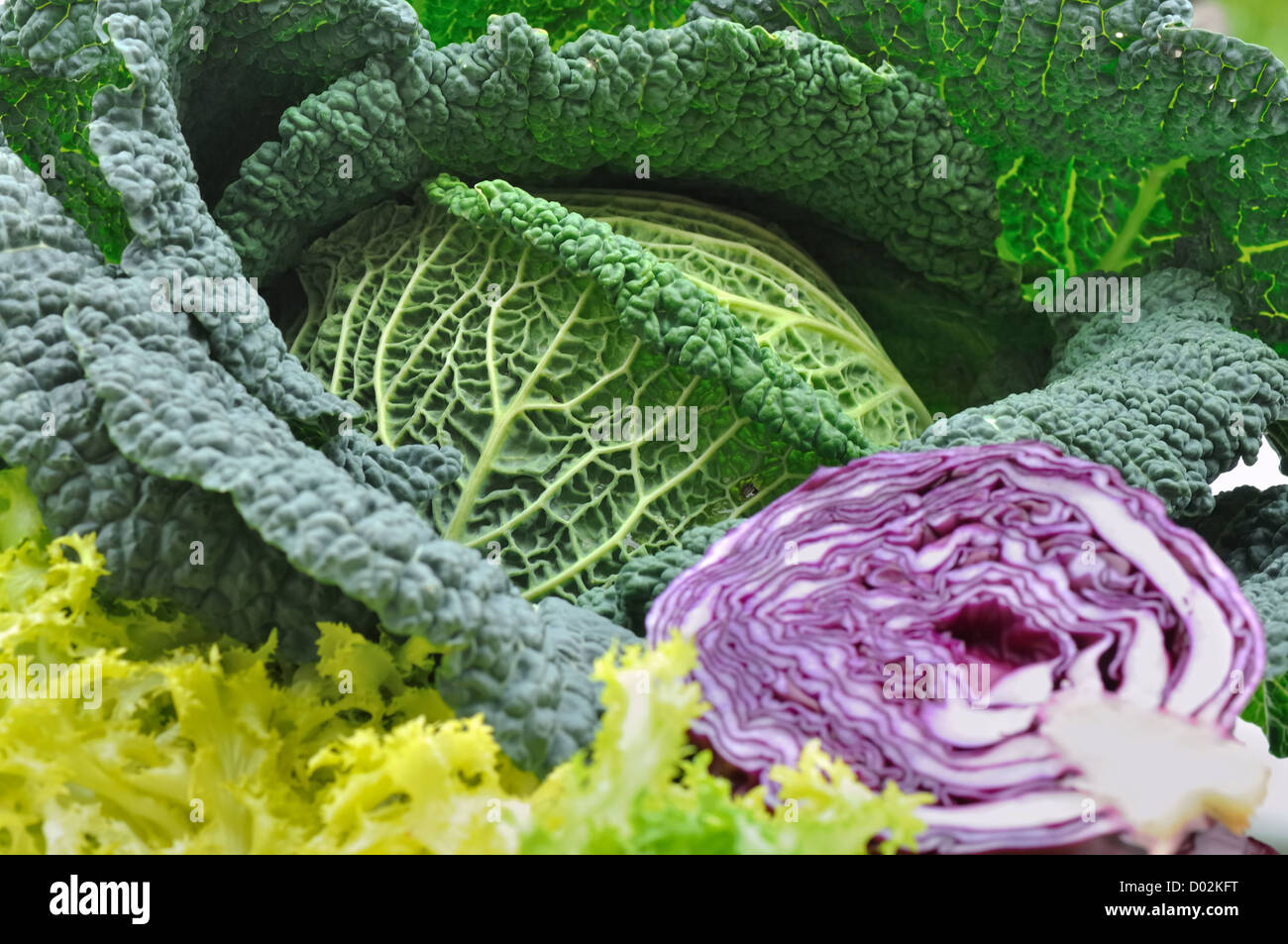 seasonal vegetables green cabbage, red cabbage and salad Stock Photo