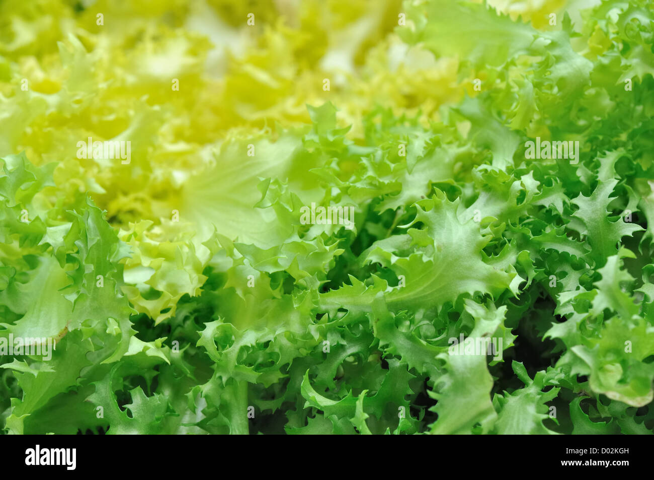 closeup on leaves of green salad chicory Stock Photo