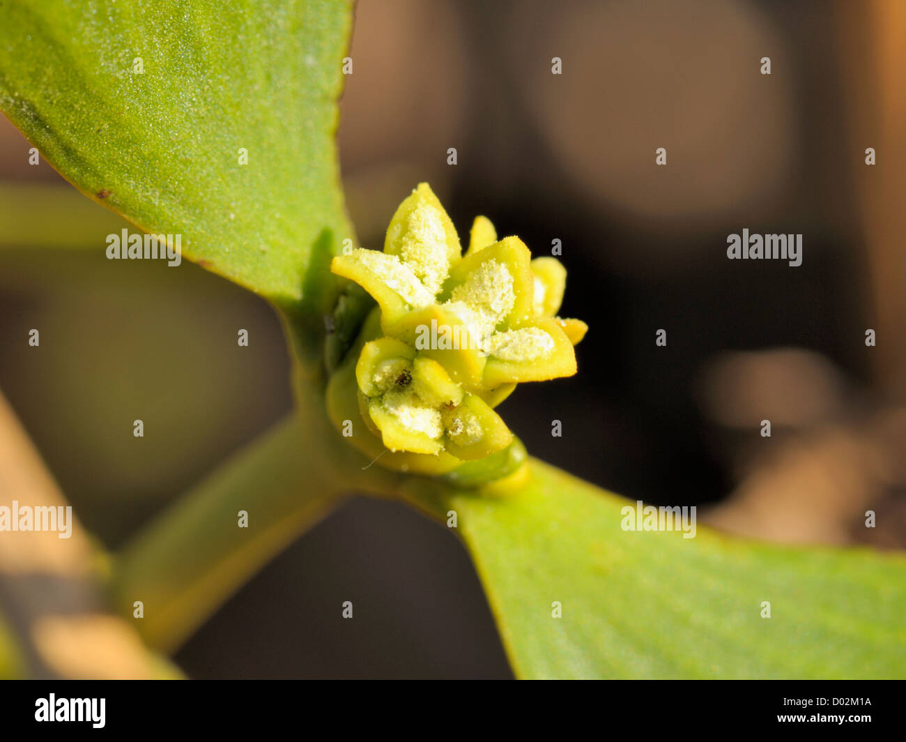 Mistletoe, Viscum album, Male flowers. Stock Photo