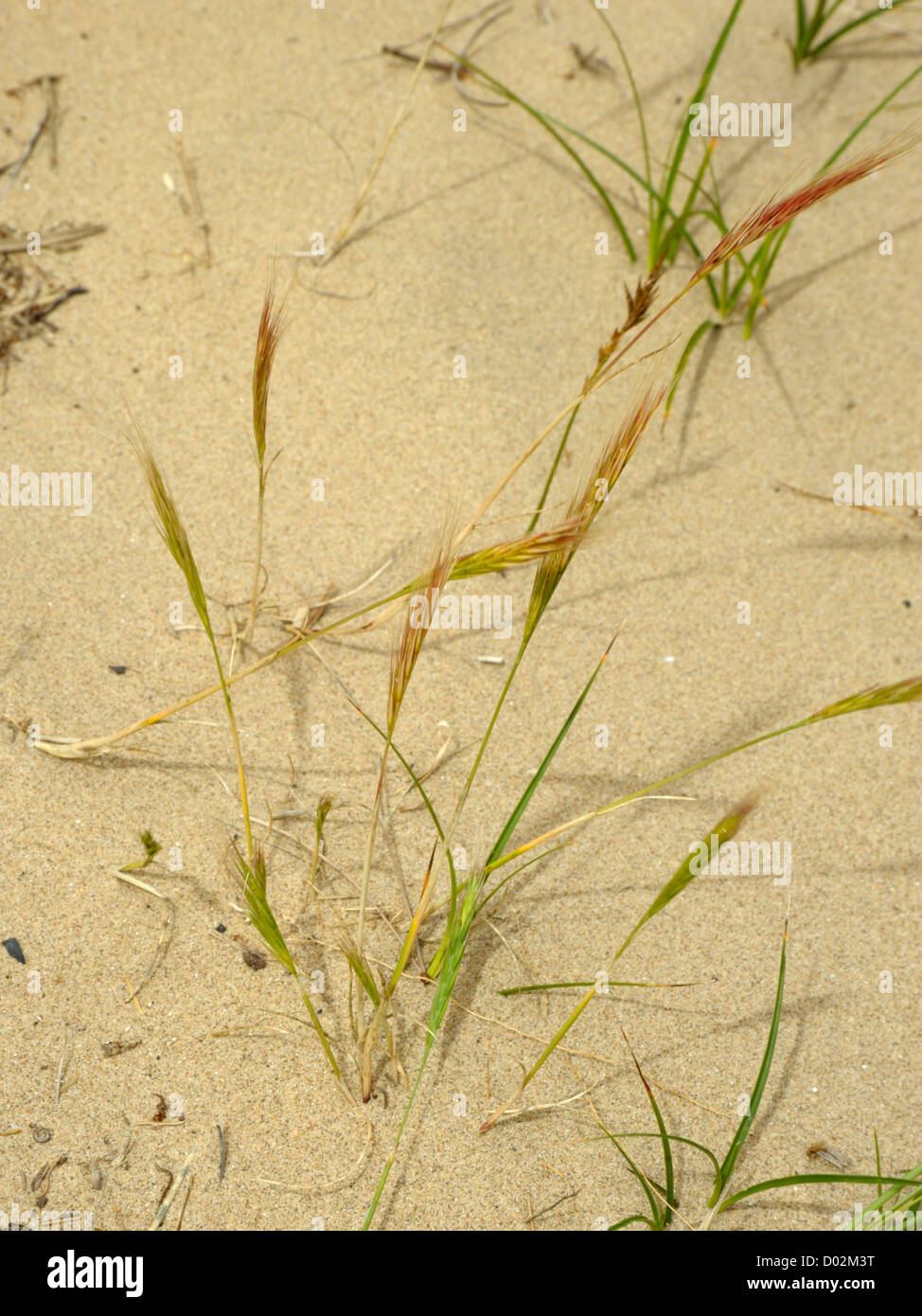 Dune Fescue Grass, Vulpia fasciculata Stock Photo