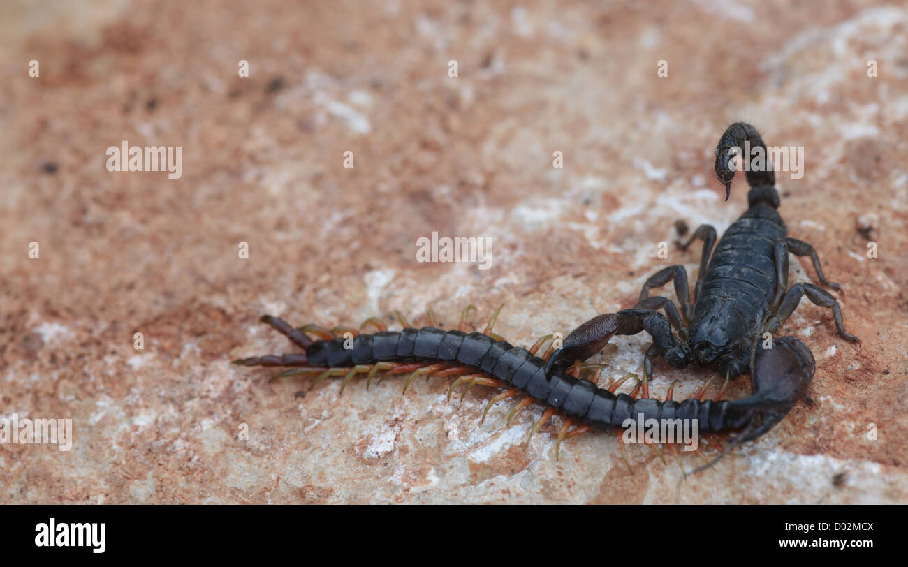 Israeli black scorpion (Scorpio maurus fuscus) eats a Centipede Photographed in israel Israel in October Stock Photo