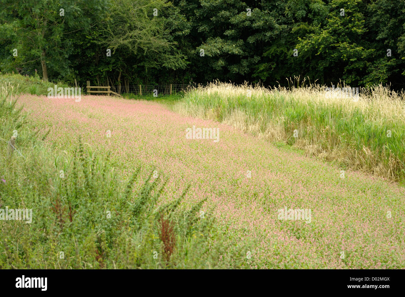 Field with red sward of Persicaria Stock Photo