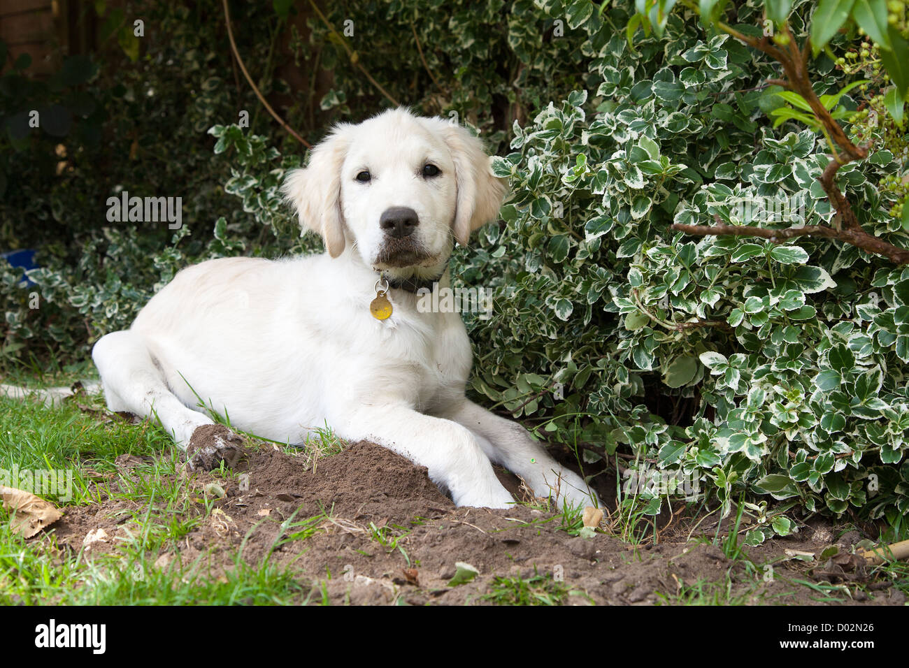 Golden Retriever Puppy Digging in a garden Stock Photo Alamy