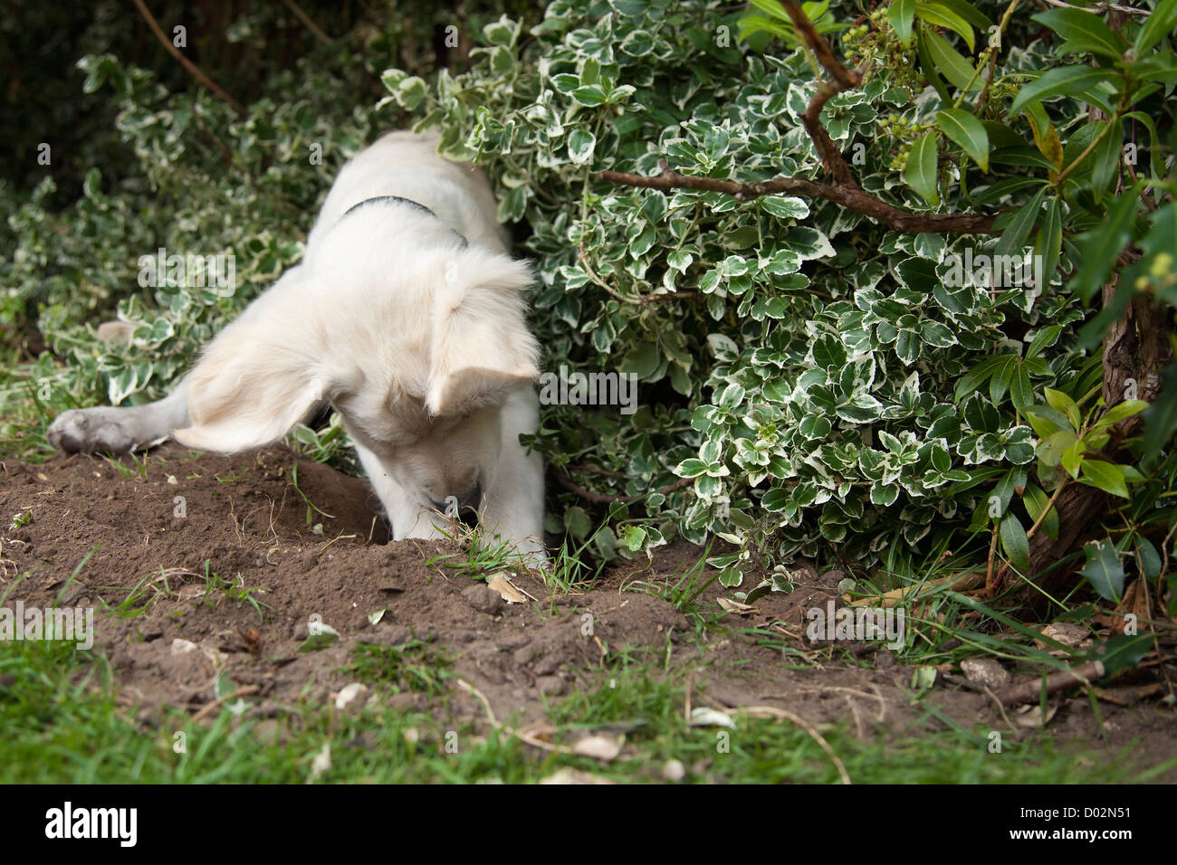 Golden Retriever Puppy Digging in a garden Stock Photo Alamy