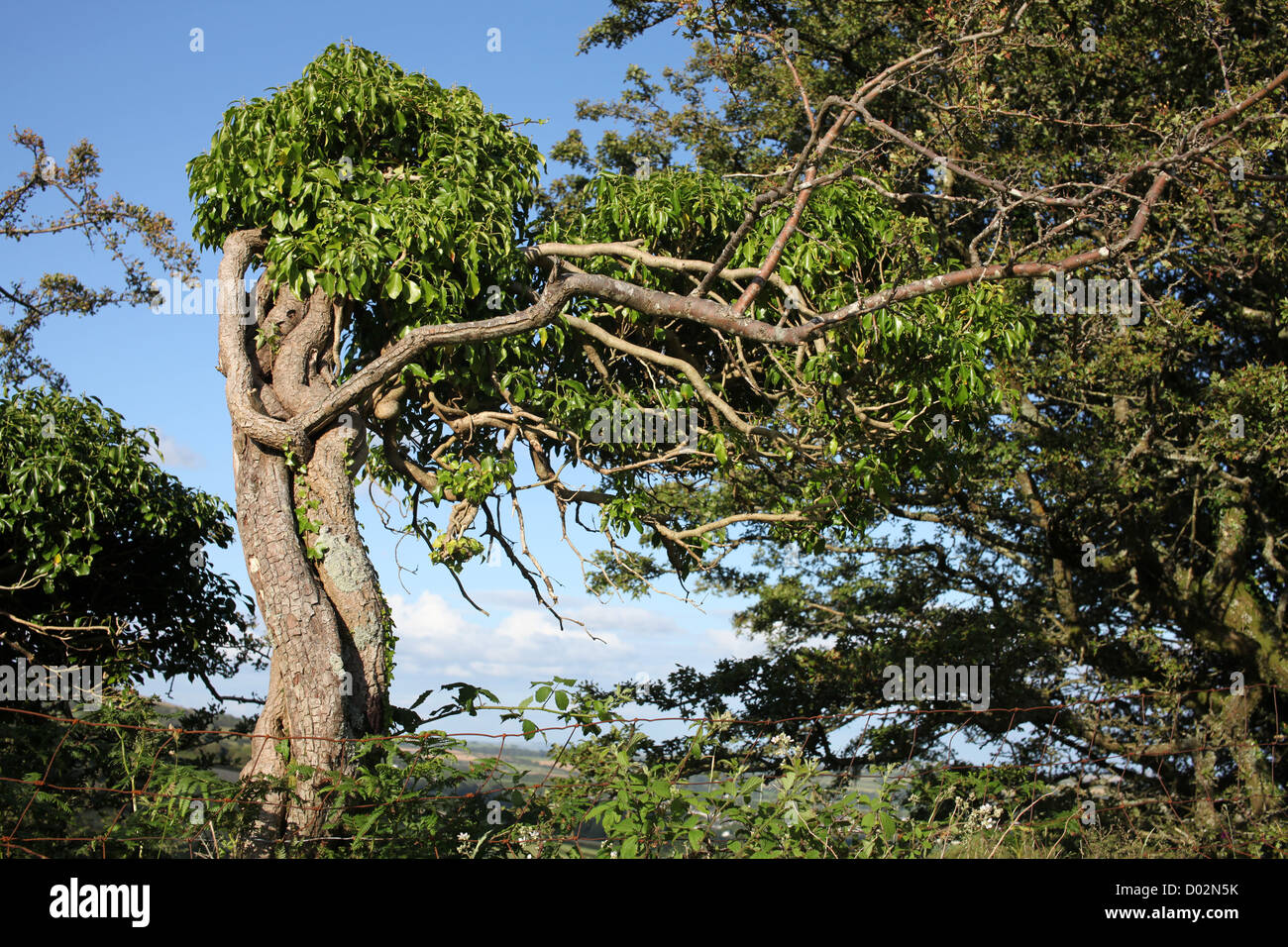 Love Trees on Dartmoor, summer. These entwined trees appear like an affectionate couple coiled together. Stock Photo