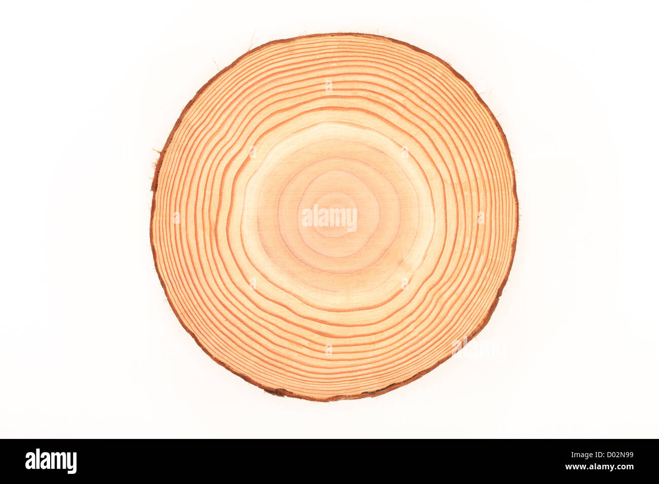 Annual rings of tree trunk Stock Photo