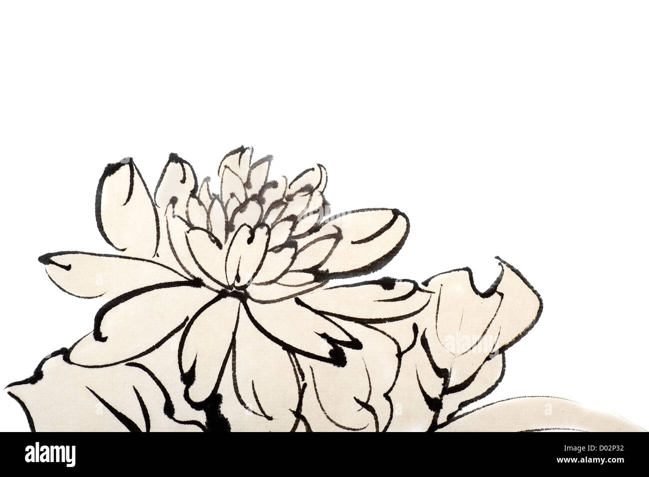 Chinese Chrysanthemum Drawing