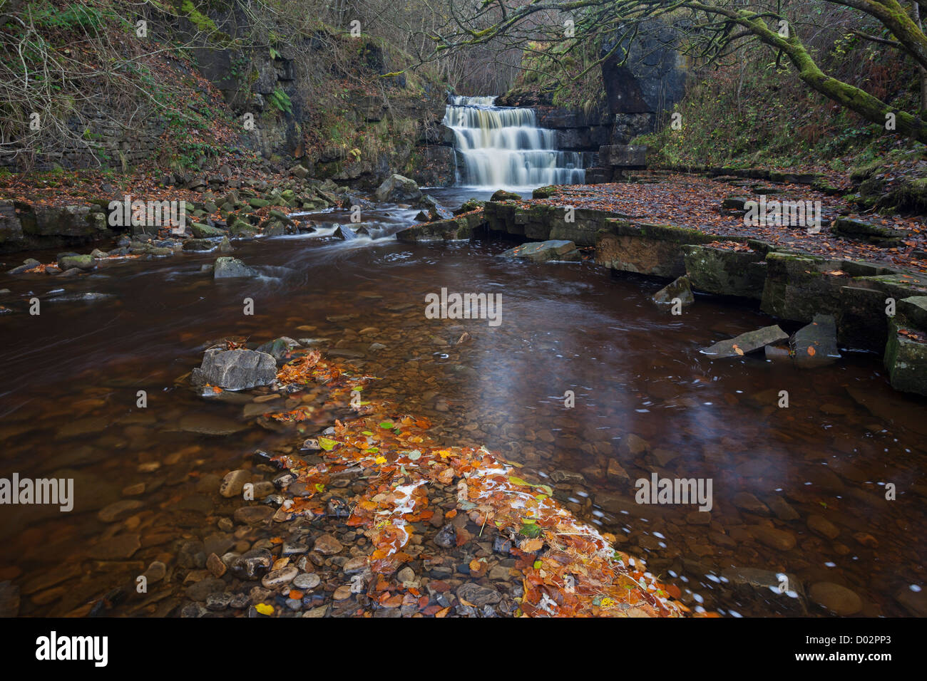 Autumn Leaves and Waterfall on Bow Lee Beck Downstream of Gibsons Cave, Bowlees, Upper Teesdale, County Durham UK Stock Photo