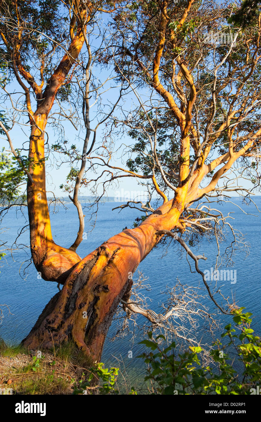 Arbutus Tree hanging over cliff Stock Photo