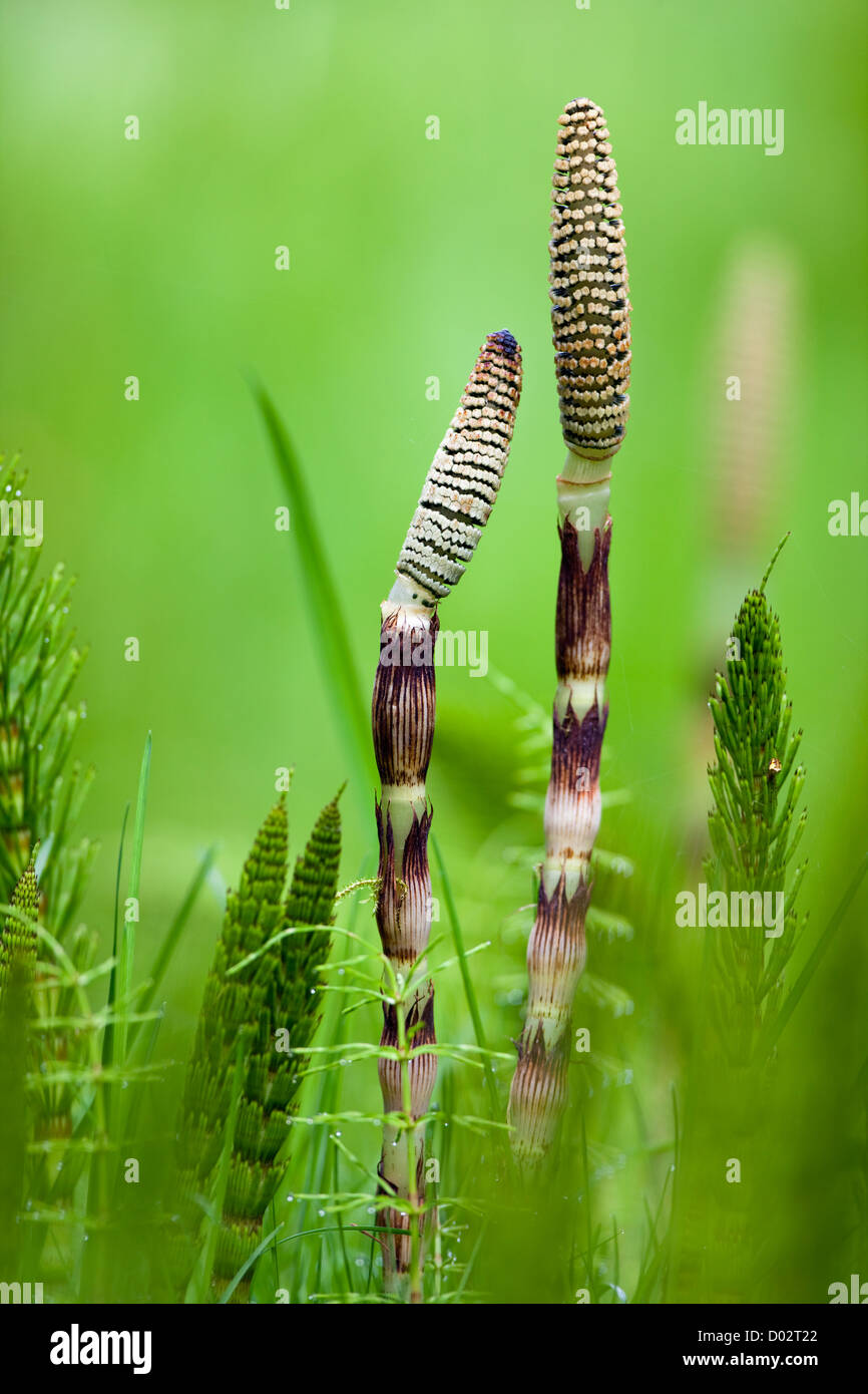 Horsetail Plant Stock Photo