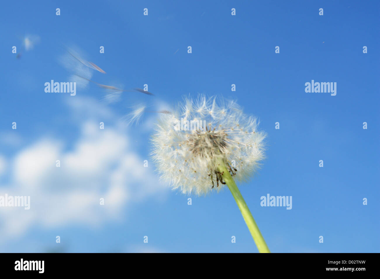 blowball dandelion clock at springtime in the wind Stock Photo - Alamy