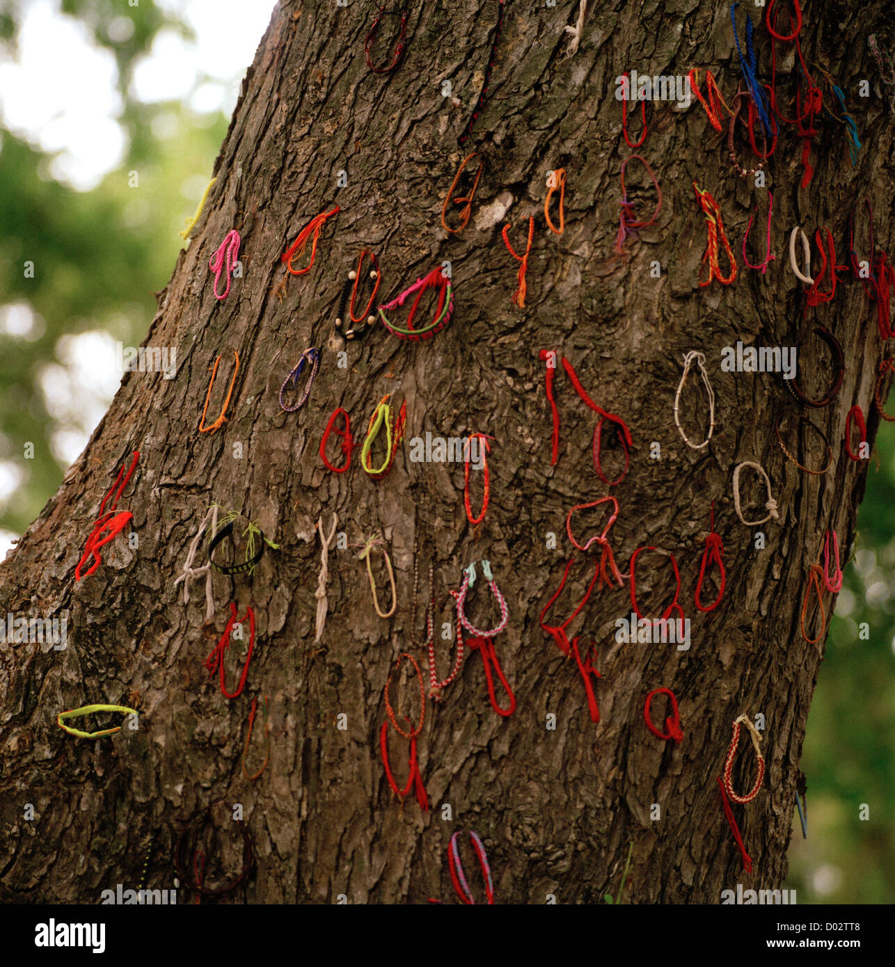 Killing Tree at Choeung Ek Killing Fields in Phnom Penh Cambodia Far