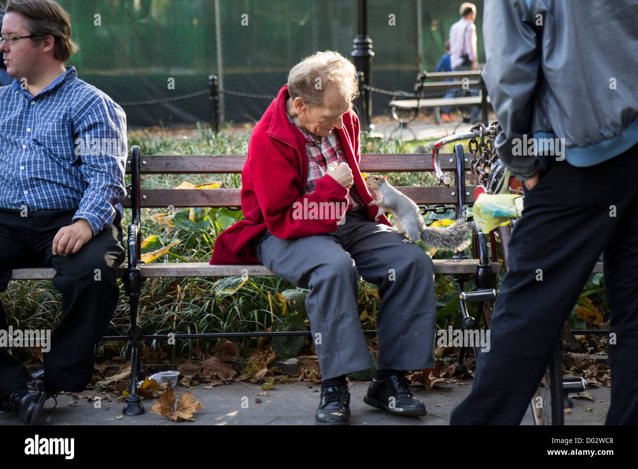 Man feeding a gray squirrel on a bench in Union Square Park New York Stock Photo
