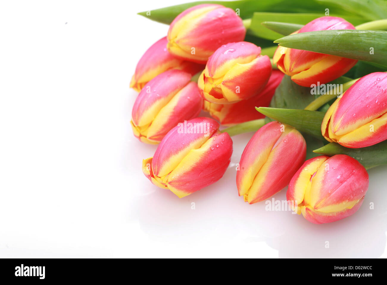 Tulips isolated on a white and background Stock Photo - Alamy