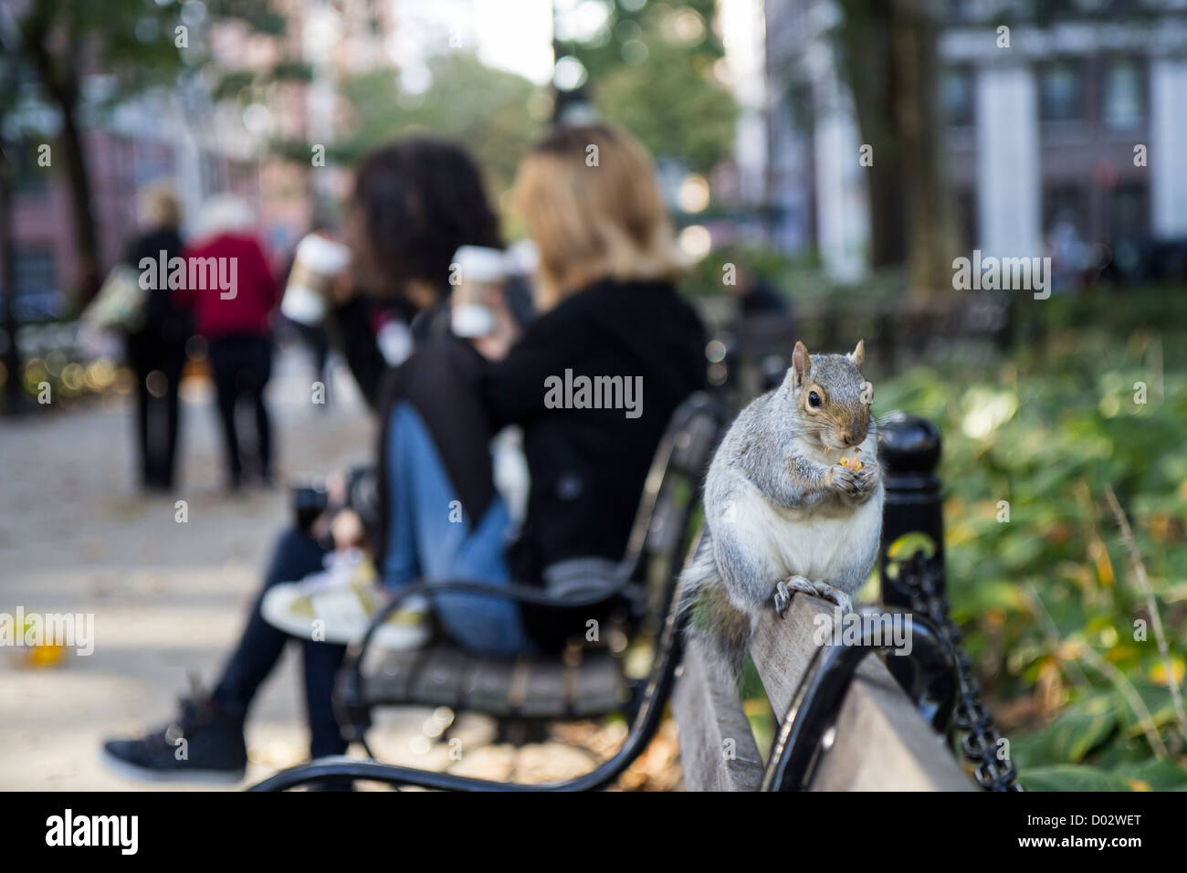 Gray squirrel eating a nut on a bench in Union Square Park New York Stock Photo