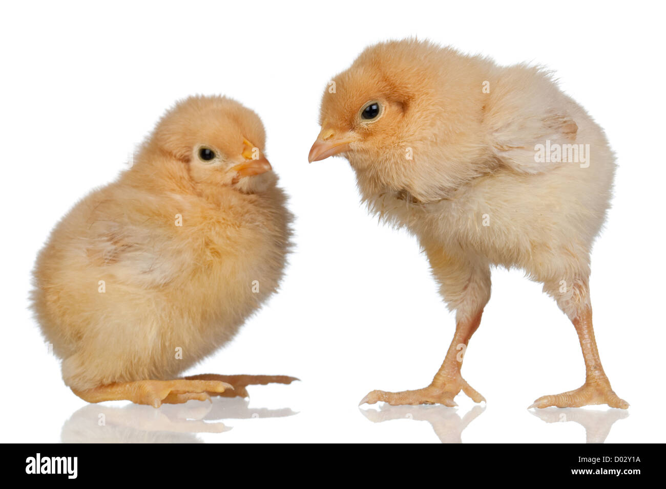 Two little yellow chicken isolated on white background Stock Photo Alamy
