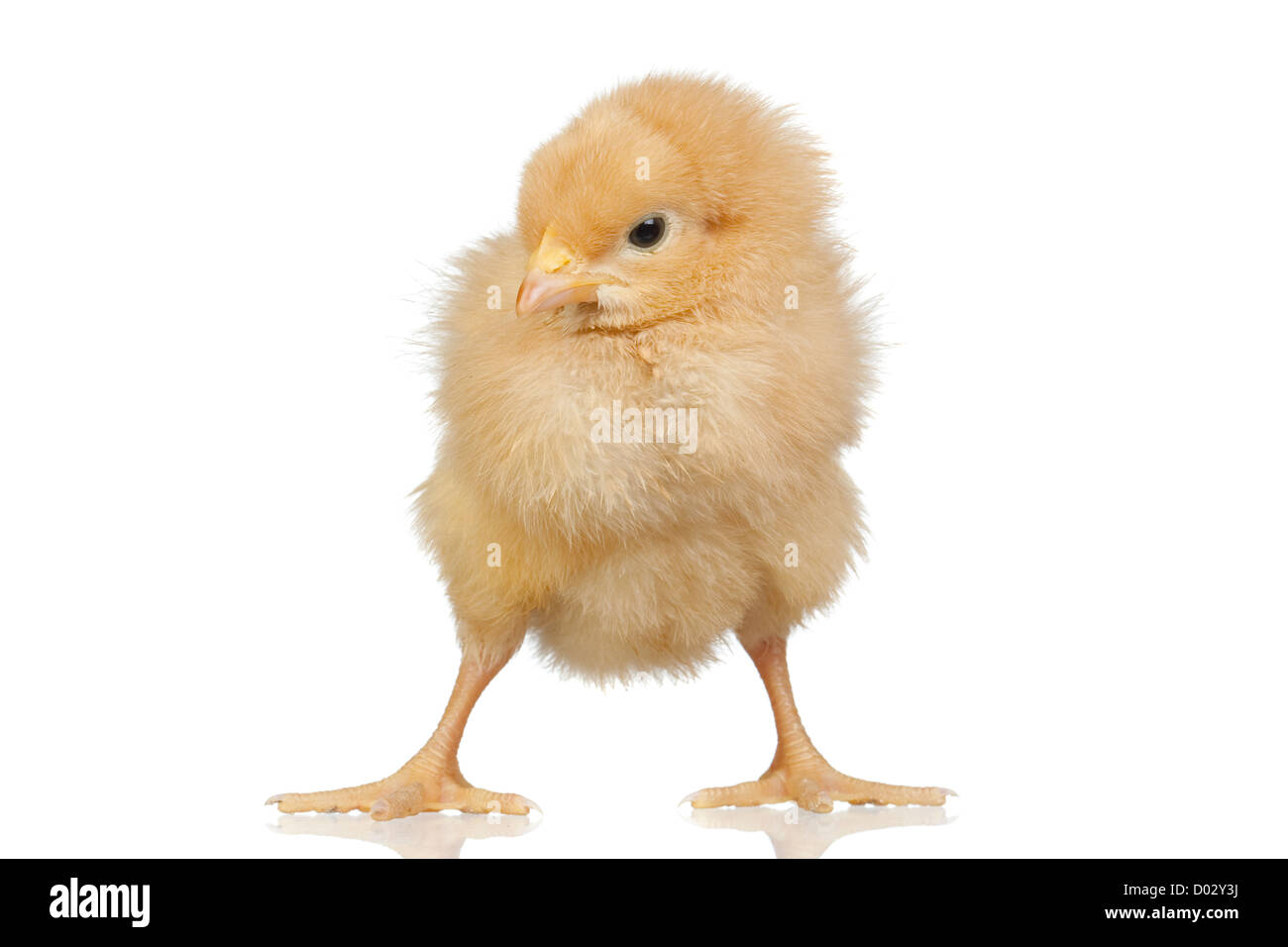 Little yellow chicken isolated on white background Stock Photo Alamy