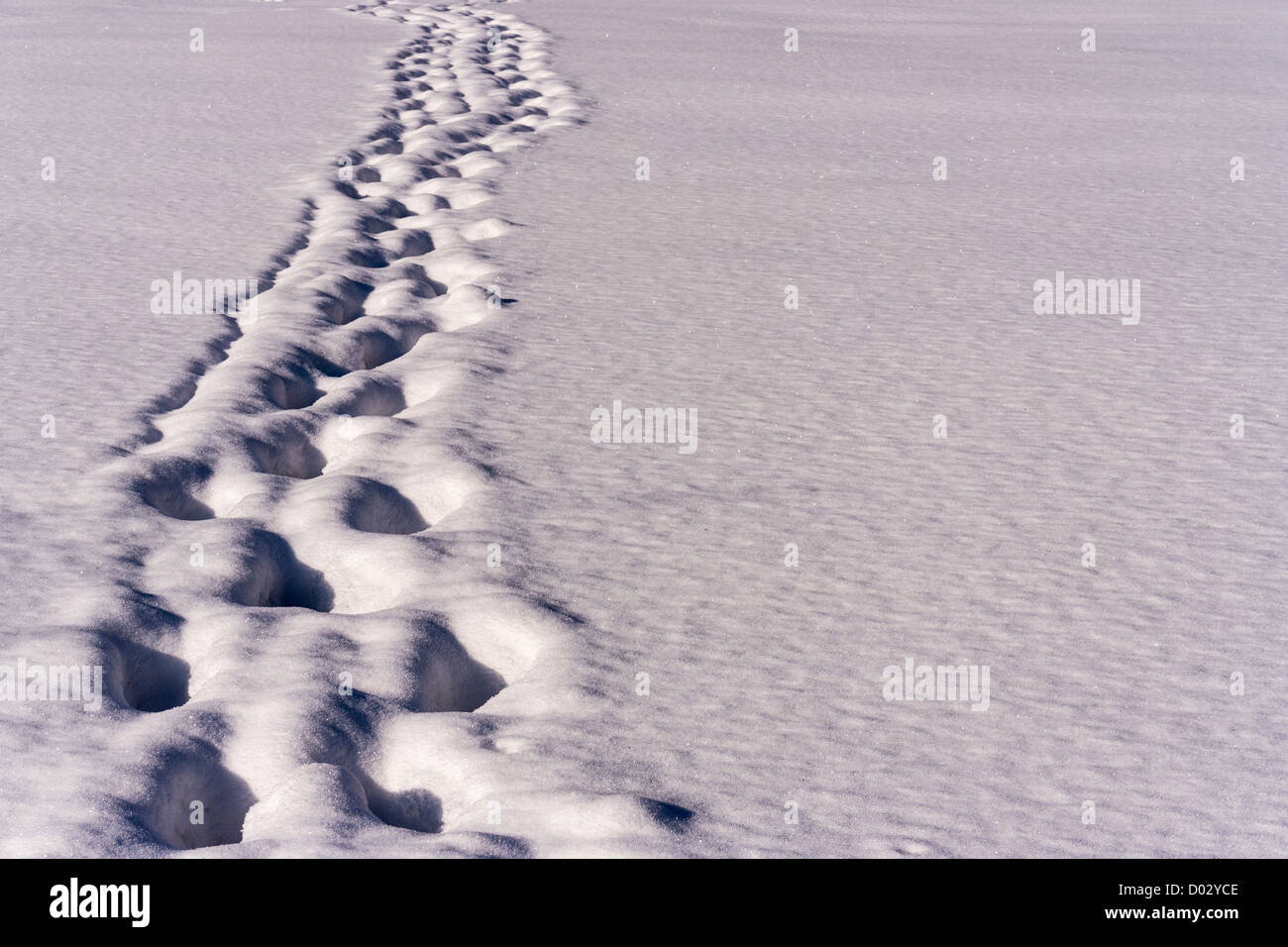 Traces in the snow Stock Photo - Alamy