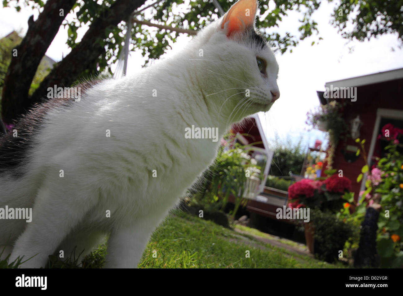 Black and white cat in the garden Stock Photo - Alamy