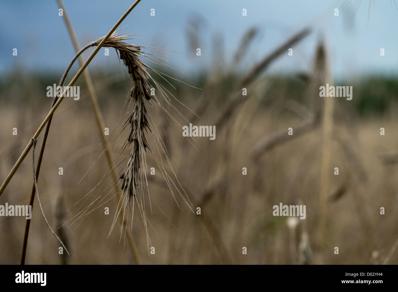 Polish rye bread hi-res stock photography and images - Alamy