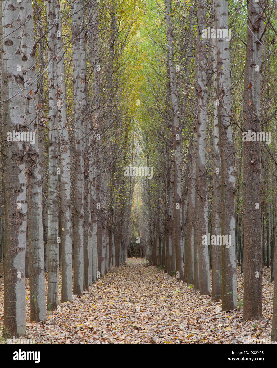 Poplar trees in autumn in Granada province, Andalucia, Spain Stock ...