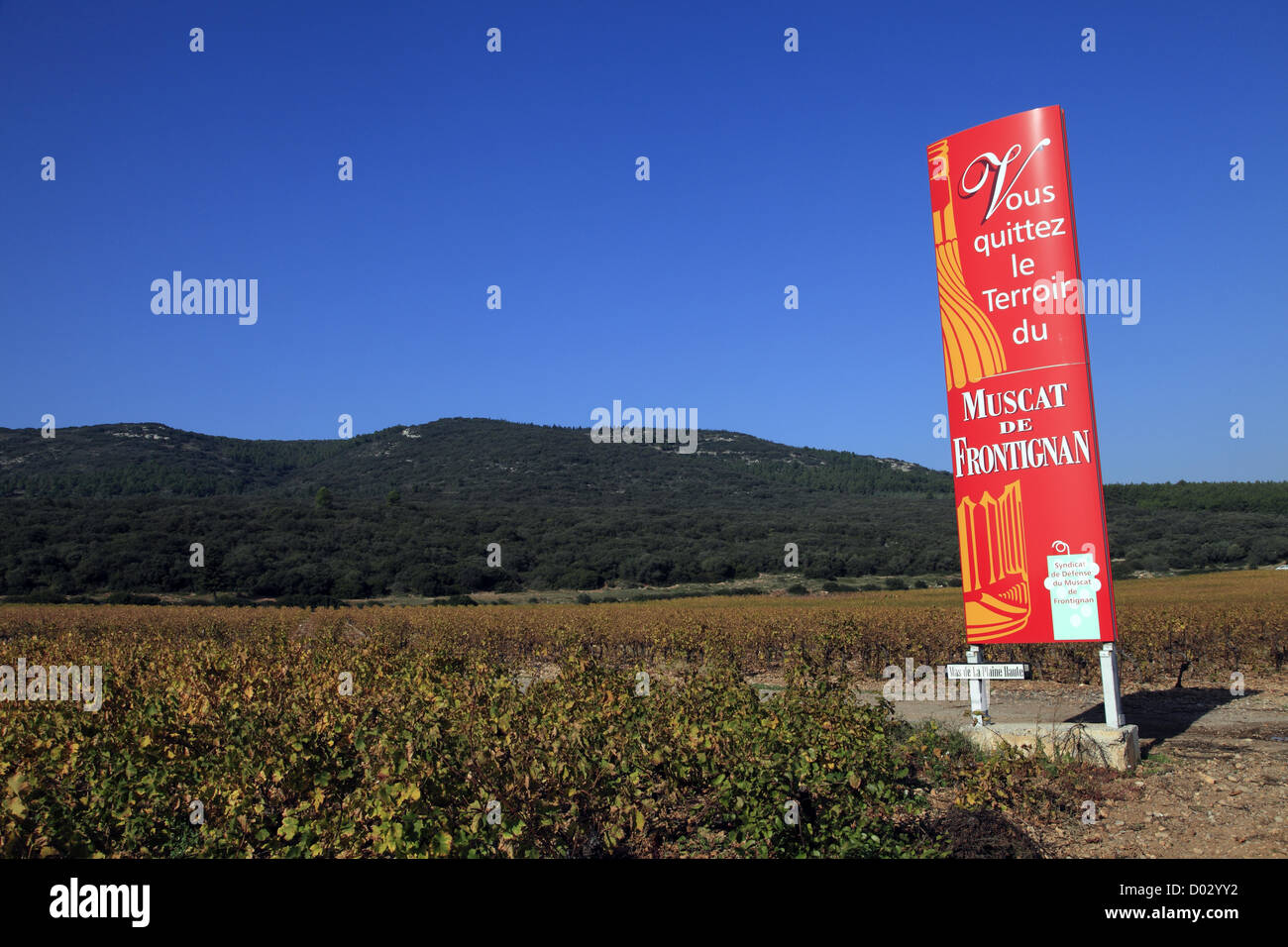 Thursday 15th November 2012, Muscat vineyard AOC at Frontignan in Autumn, Herault, Languedoc Roussillon, France. Stock Photo
