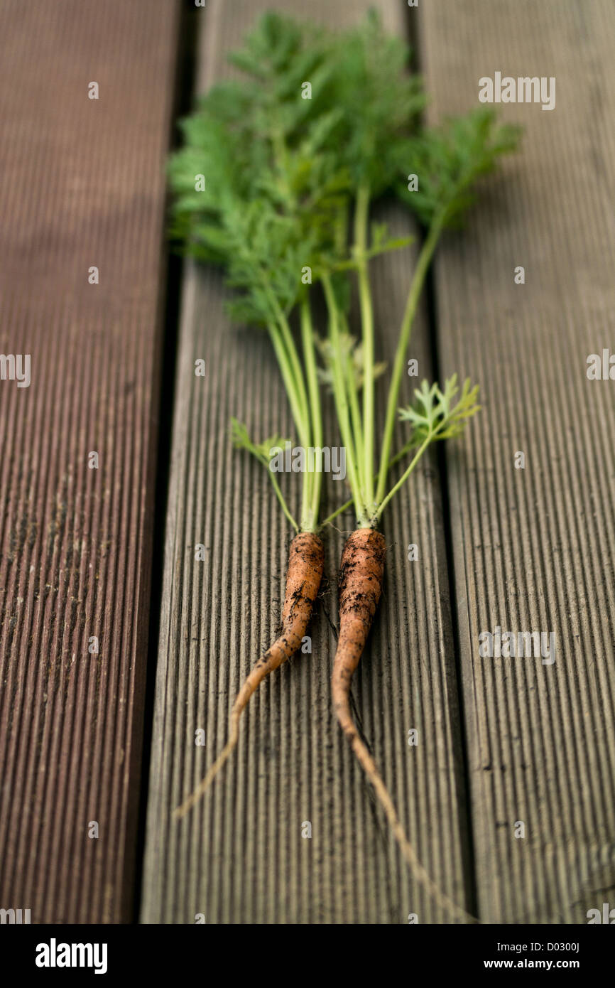 Early carrot garden hi-res stock photography and images - Alamy
