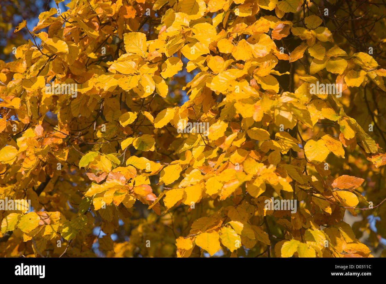 Yellow orange leaves of common beech tree autumn close up Stock Photo