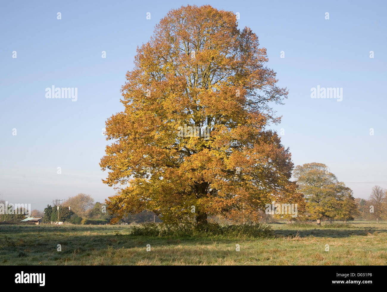 Small leaved lime tree autumn leaf colours standing in field Stock Photo